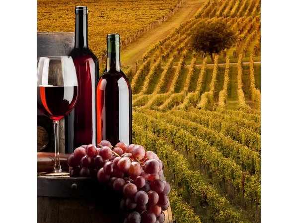 Bella Toscana Private Tour: 2 Chianti Wineries and San Gimignano From Livorno