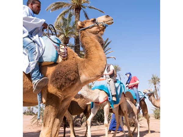 camel ride on the palm grove marrakech