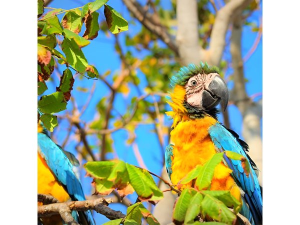 Birdwatching National Aviary Cartagena de Indias