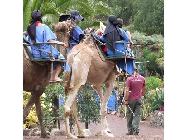 Camel Riding Tour at El Tanque Ranch in Tenerife