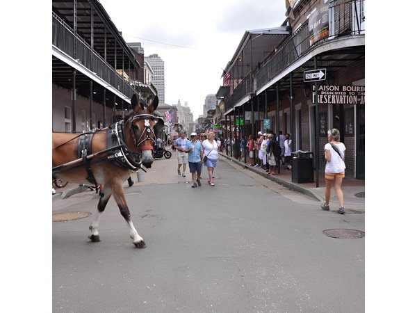 New Orleans French Quarter and More Carriage Ride