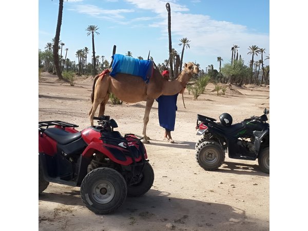 From Marrakech: Palm Grove Quad Bike and Camel Ride Tour