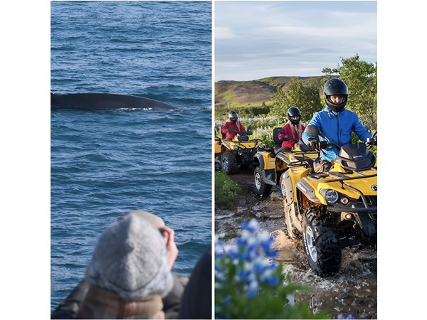Whale Watching & ATV Adventure from Reykjavik