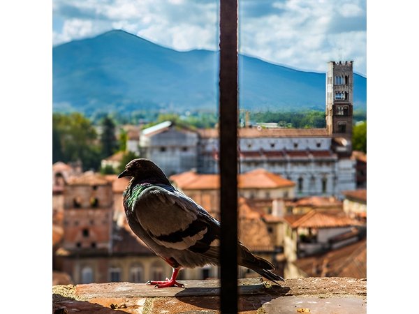 Lucca and Pisa Day Tour from Rome