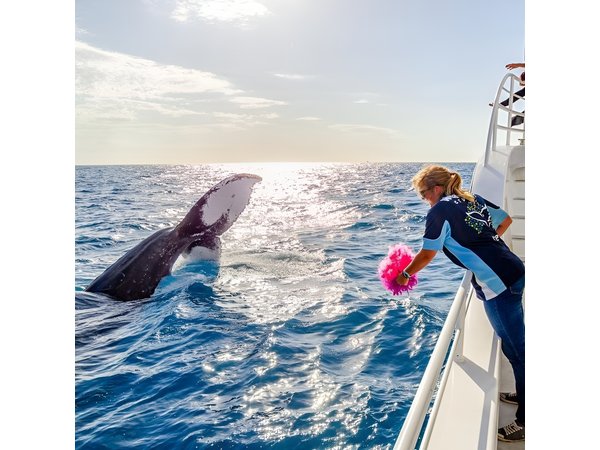 Hervey Bay Whale Watching Experience