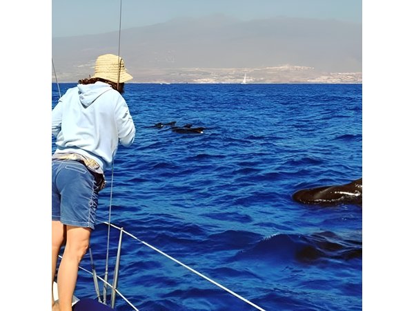 Whale and Dolphin Small Group Sailing from Tenerife South