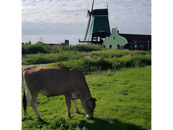 Amsterdam City & Countryside Tour: The Best of both Worlds