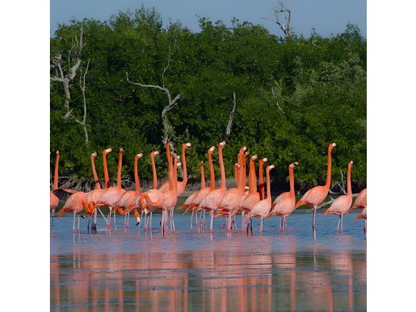 Rio Lagartos guided boat tour- Ek Balam from Valladolid