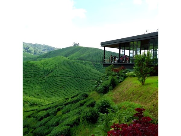 Cameron Highlands & Batu Caves Full-Day Tour