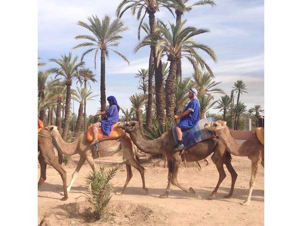 activities in Marrakech camel ride tour in palm grove