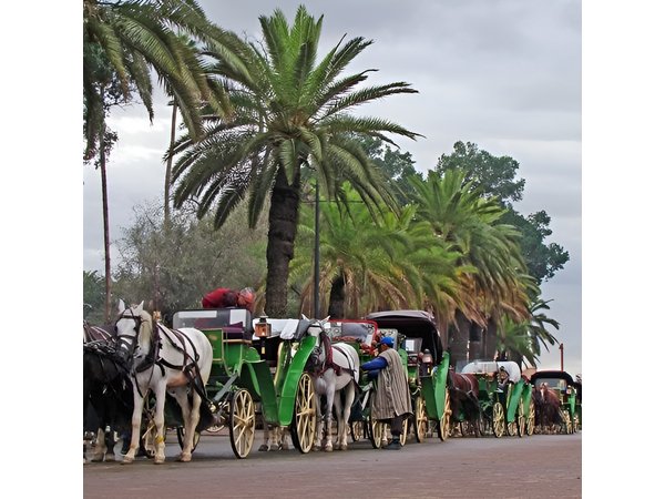 1 Day trip to Marrakech from Agadir with group including guide