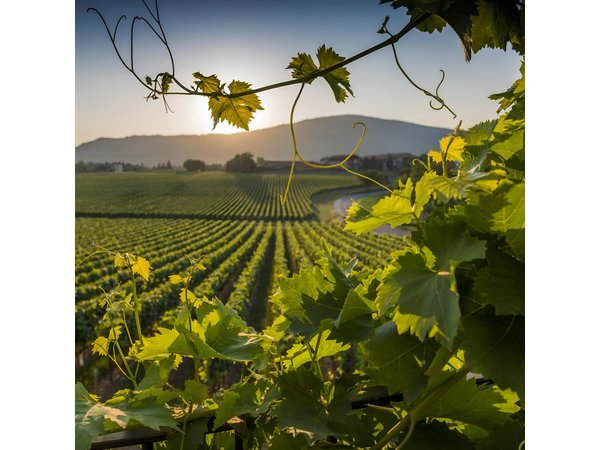 Rome Countryside Delights: Exclusive Wine Tasting Tour
