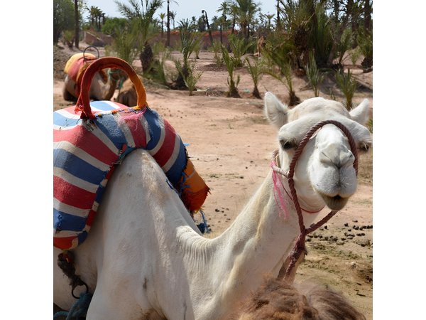 Marrakech Guided Tour From Casablanca With Camel Ride