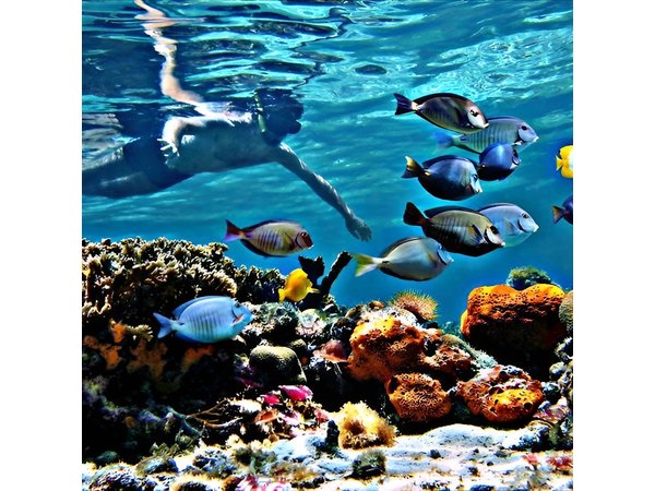 Reef Snorkel & Ocean Paddle Adventure in Fort Lauderdale Beach