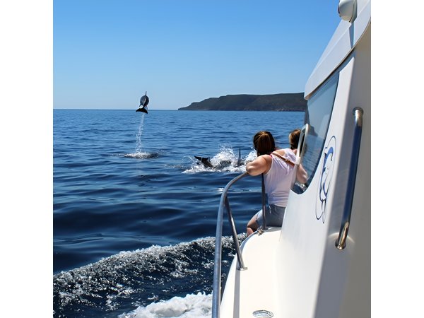 Boat Trip for Dolphin Watching along the Arrabida Coast and Sesimbra