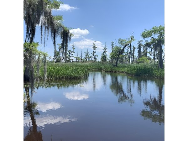 New Orleans Small-Group Airboat Swamp Tour