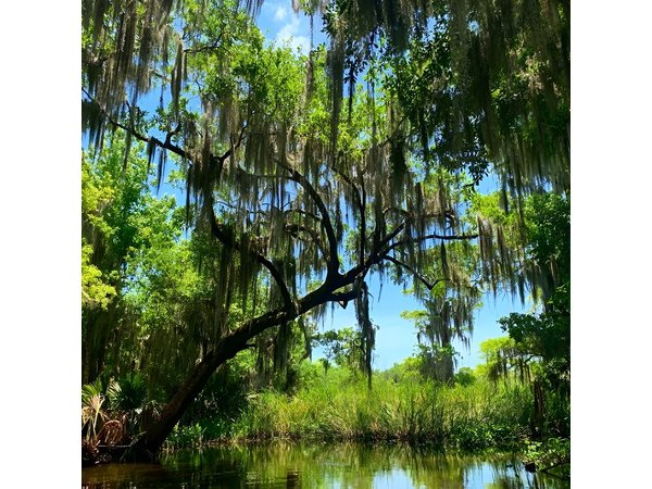 Large Airboat Swamp Tour with Transportation from New Orleans