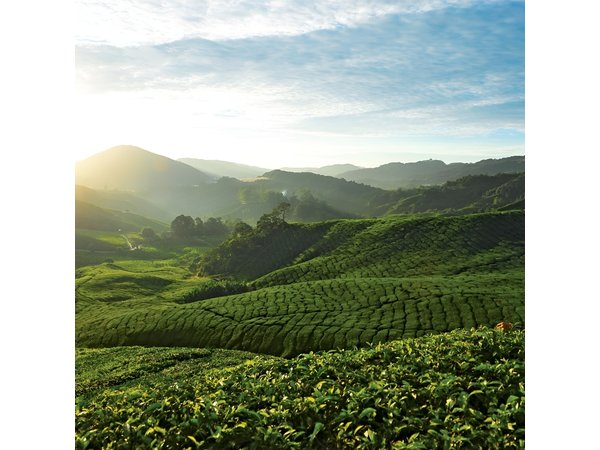 Private Nature Trip to Cameron Highlands from Kuala Lumpur