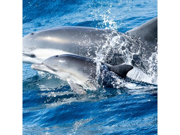 Newport Beach Whale and Dolphin Watching Cruise