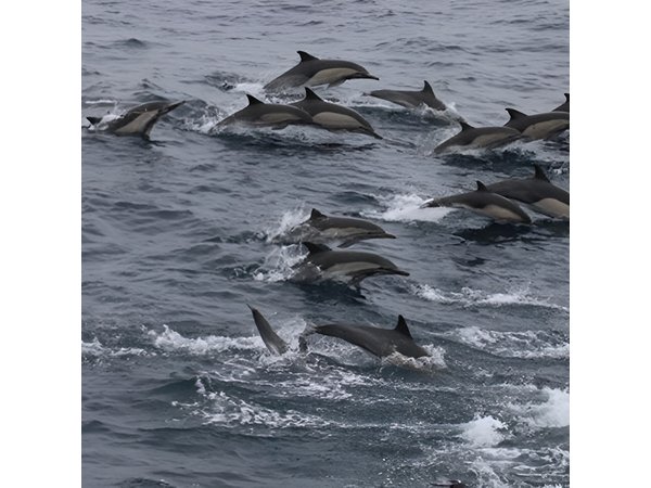 City Cruises San Diego: Whale and Dolphin Watching Adventure
