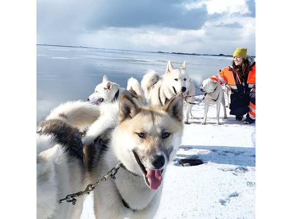 Small Group Husky Sledding Tour with Reykjavik Pickup Option