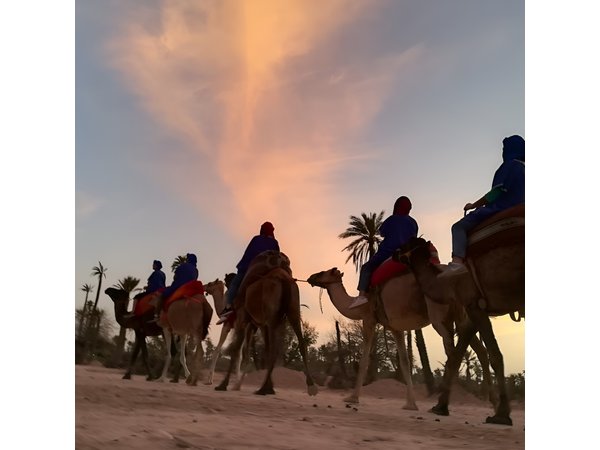 Sunset Camel Ride in the Palm Grove Of Marrakech