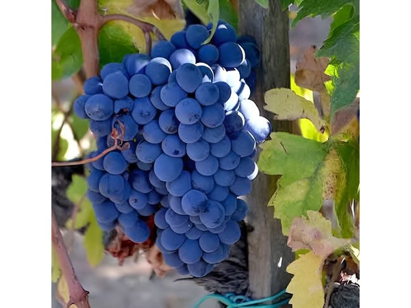 Small-Group Brunello Wine Tour of Montalcino from Florence