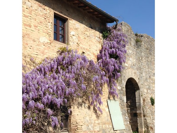 Exclusive Private tour To Siena and San Gimignano