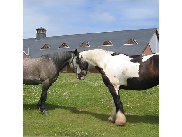 Killarney National Park Horseback Ride. Co Kerry. Guided. 2 hours.