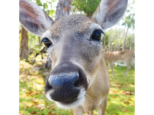 Florida Keys Nature & History Tour from Key West