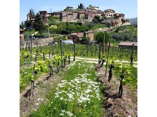 Tour of Chianti for small groups departing from Florence or surroundings