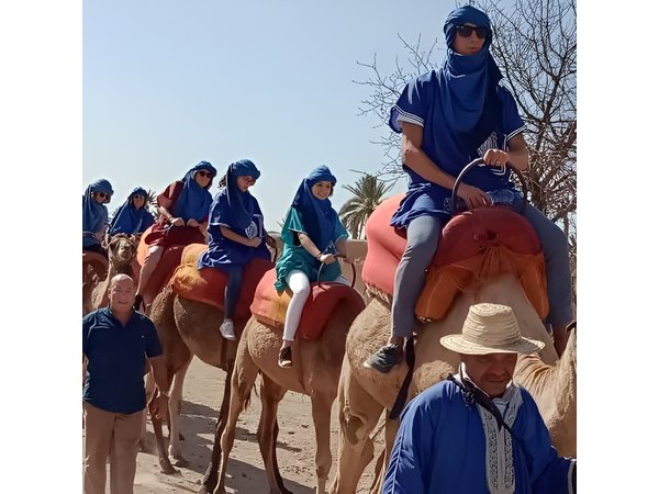 Marrakech camel ride in Palm grove