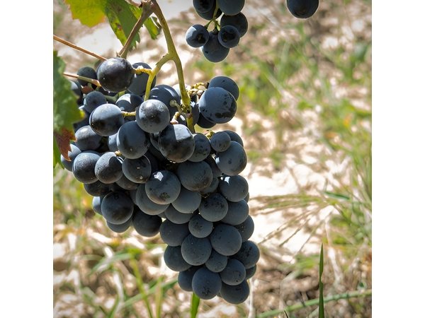 Wine tour aroud vineyards of Cagliari