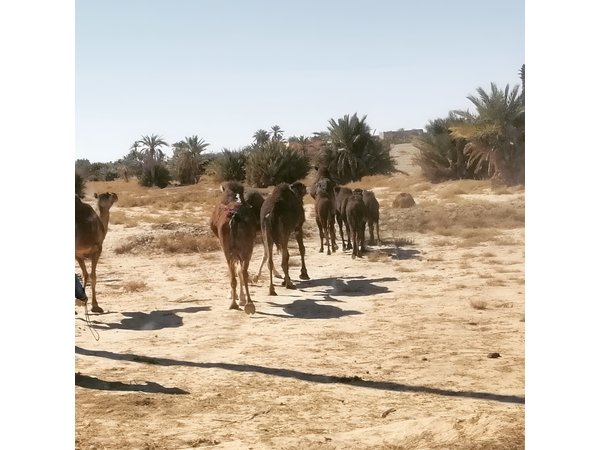 11 Days 10 Nights Ouzoud_Marrakech_Desert_Fez_Chouen_Casablanca