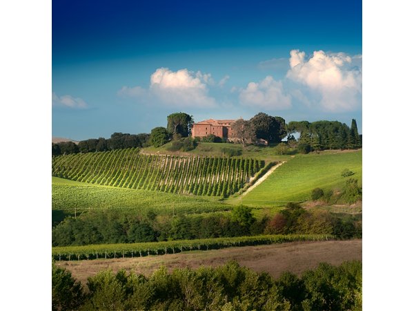 Montalcino: Brunello Wine Tasting Experience