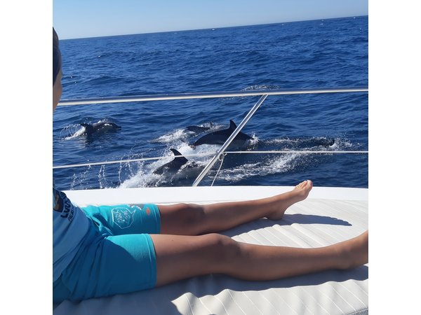2 Hours Dolphin Watching in Marbella