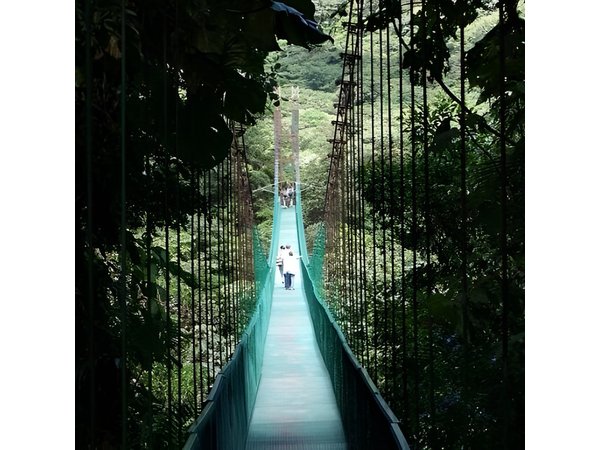 Monteverde Cloud Forest Hanging Bridges Tour from San Jose