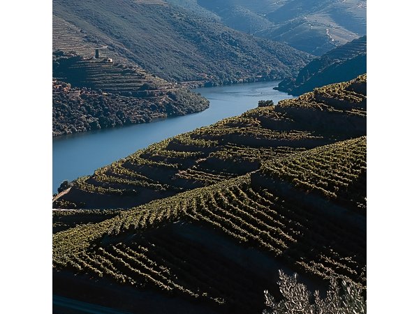 Private Douro Valley Tour Includes Wine Tasting and Boat Tour