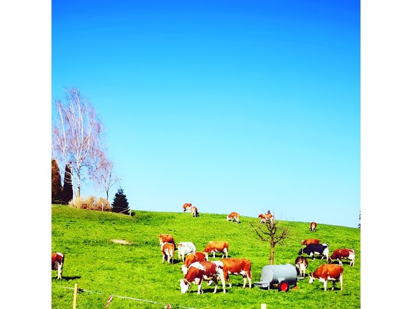 Appenzell and Liechtenstein Tour from Luzern