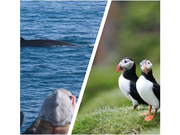 Two-In-One: Whale & Puffin Watching Tours from Reykjavik