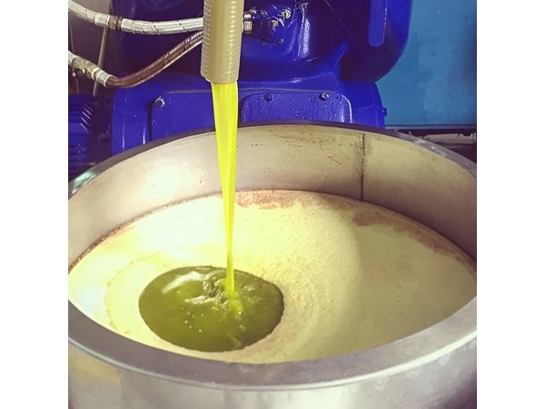 Olive Harvest and Visit to the Oil Mill with Tasting in Vieste