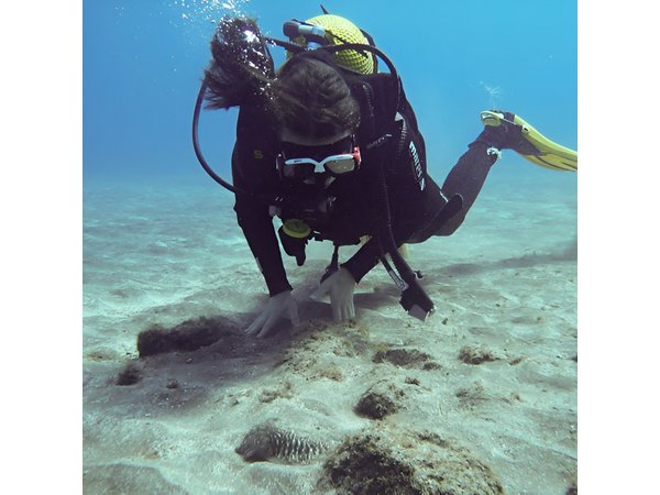 SSI basic diver In Tenerife - 2 Dives