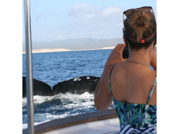 Private Whale Watching in San José del Cabo