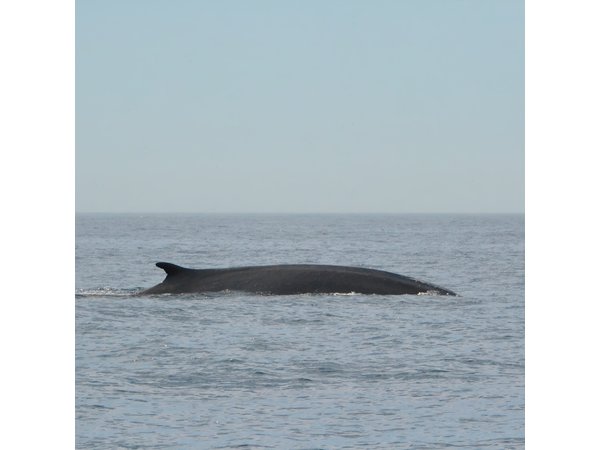 8-Hour Whale Watching in Barcelona