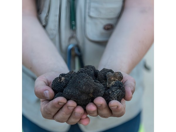 Truffle Lunch & Hunting Experience in San Gimignano