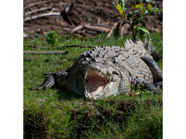 Carara National Park and Tárcoles River Tour from San José