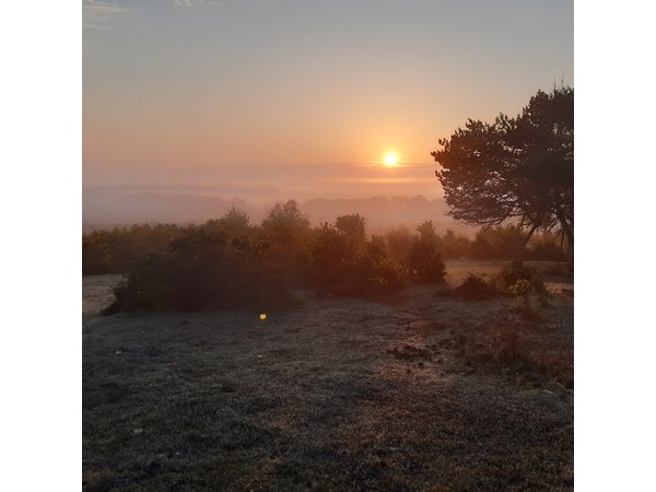 Guided Walking Tour of New Forest National Park in Hampshire