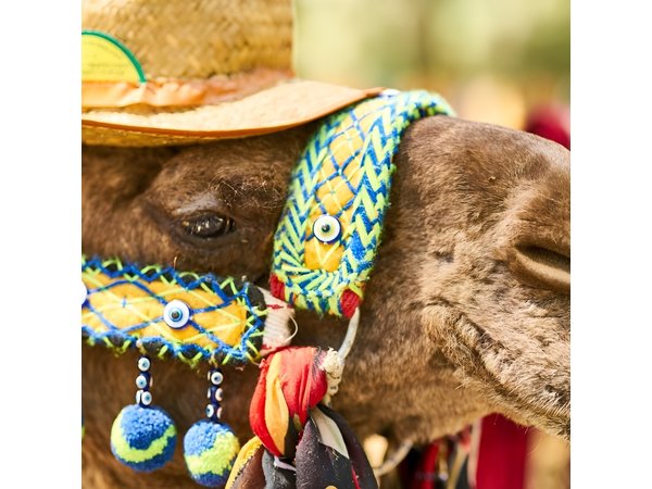 Camel Ride in Marrakech Palm Grove