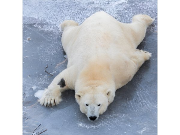 Ranua Zoo Family Tour from Rovaniemi