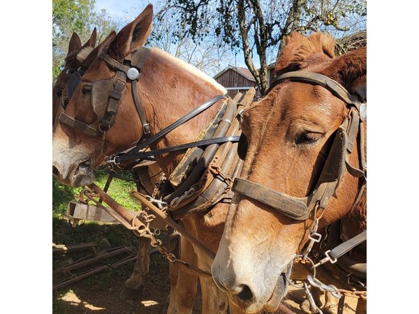 Unique Amish Immersion in Lancaster